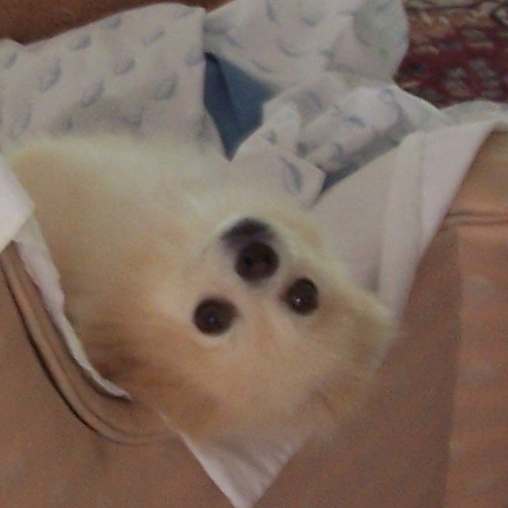 Meet your Posher, Joanne